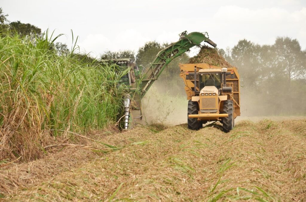 Mechanical sugarcane harvest in Brazil